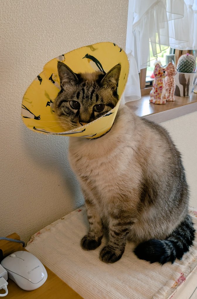 猫♥猫 tweet media
