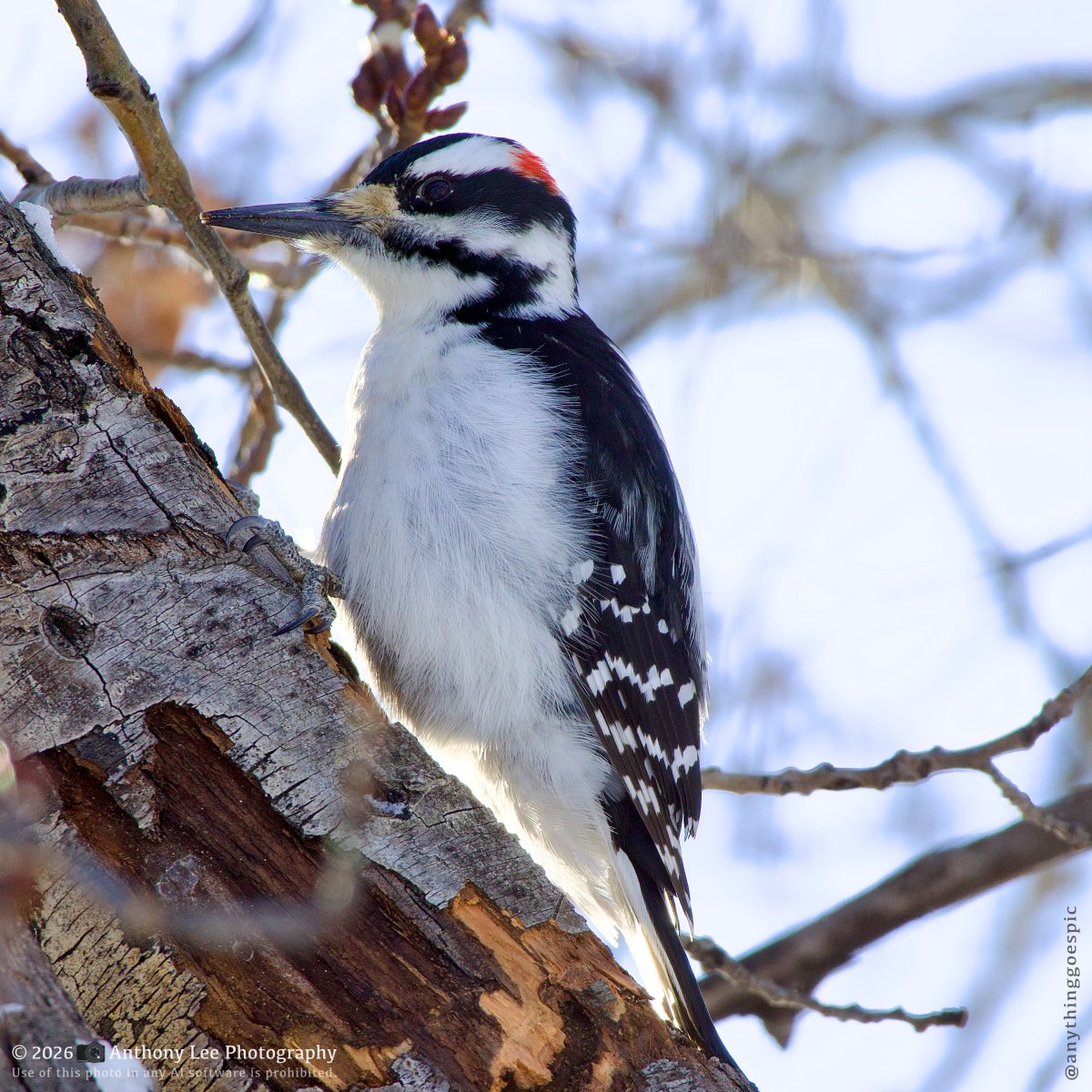 anythinggoespic's tweet image. My cover got blown. This woodpecker spotted me.  
~ Follow for more relaxing nature photos! ~   
| Photo Gear |  
📷 Canon EOS R10 
Lens:  Canon RF 100-400mm IS USM  
Focal length: 400mm  
ISO: 200  
F: 8  
Exposure: 1/500  
#BirdPhotography #Birding #ShotOnCanon