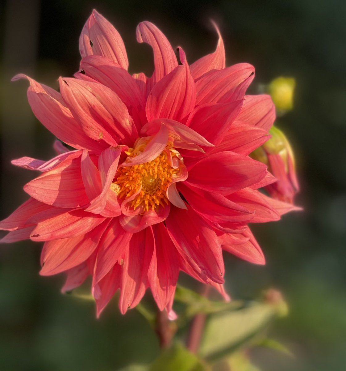 TammyTamz14's tweet photo. I’m Starting Dahlia’s early & they are just about ready to be pinched & then I’ll place that small cutting into dirt to double my supply! 😱
#flowergarden
#containergarden https://t.co/d6LFJ2s2sZ