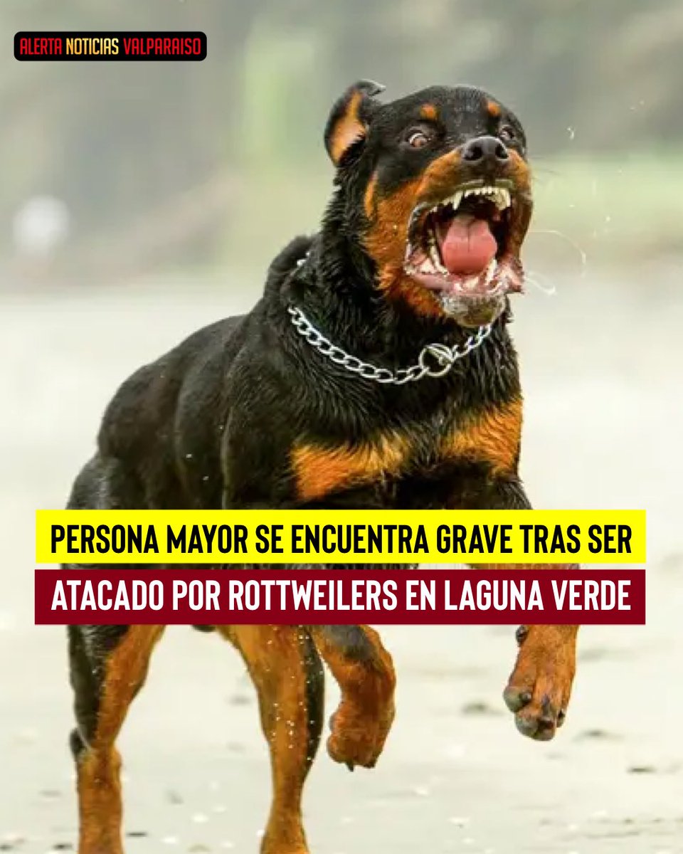 Alerta Noticias Valparaíso tweet media