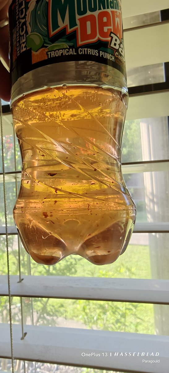 Cam2730's tweet photo. Ummm, @MountainDew should I be worried? Bought this Cabo Citrus on the way home and drank half of it before I realized this stuff was floating in it. Expired 3/30/26 https://t.co/gjuOBkjOzT