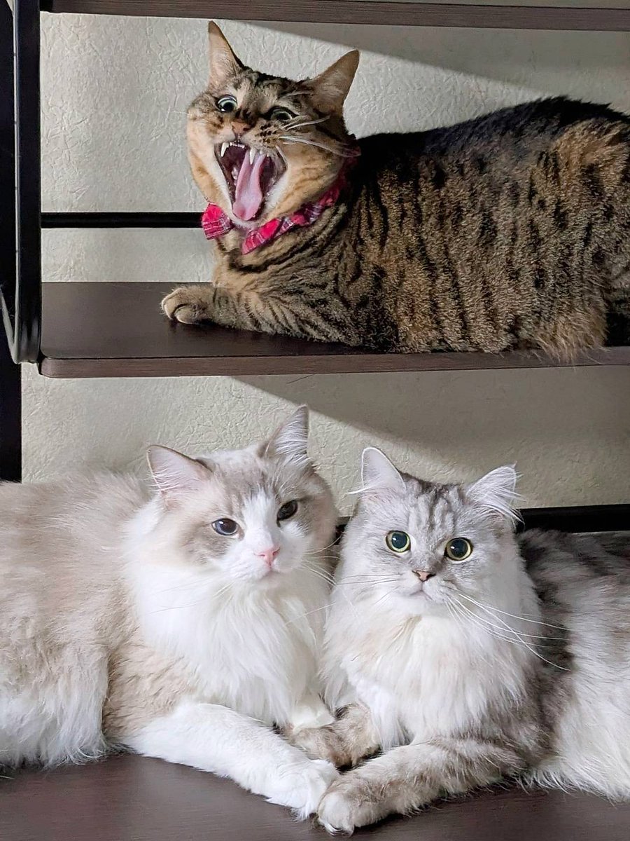 上下で世界線が違う😹