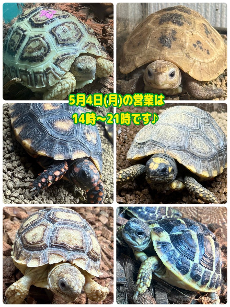 アクアショップMQ🐢4/25.26🎉ジャパンレプタイルズショーin東京出展✨ tweet media