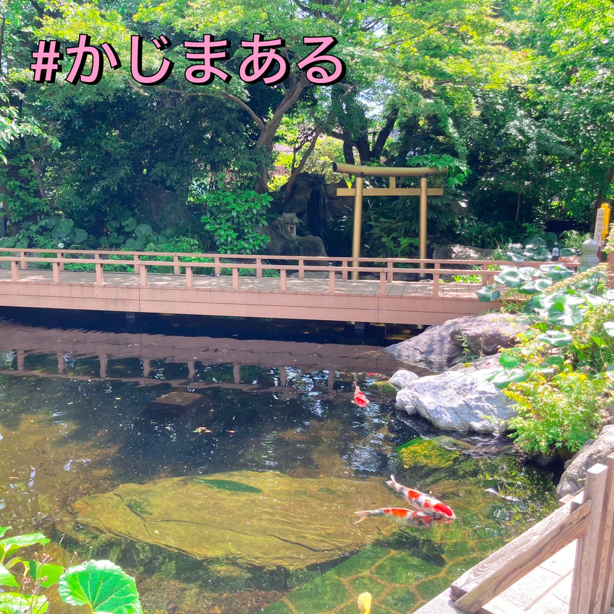 kajimaru2014's tweet photo. 愛宕神社に行ってきました♪
鯉が涼しげでした✨

季節の変わり目、
お家もリセットしませんか？

エアコンのフィルター掃除、
窓のサッシ、水回り…
隅々までスッキリ仕上げます🌷

ご用命お待ちしております♪

#家事代行
#かじまある
#かじまあるスタッフ🐷 https://t.co/YUaXCMLVQB