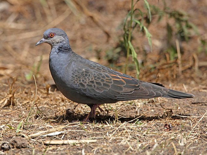 a_london_pigeon's tweet image. From the same part of the pigeon family as the Collared Dove is the Dusky Turtle Dove (Streptopelia lugens).  #Burundi #Congo #Eritrea #Ethiopia #Kenya #Malawi #Rwanda #Somalia #South_Sudan #Tanzania #Uganda #Zambia 
And across the Red Sea #Saudi_Arabia #Yemen