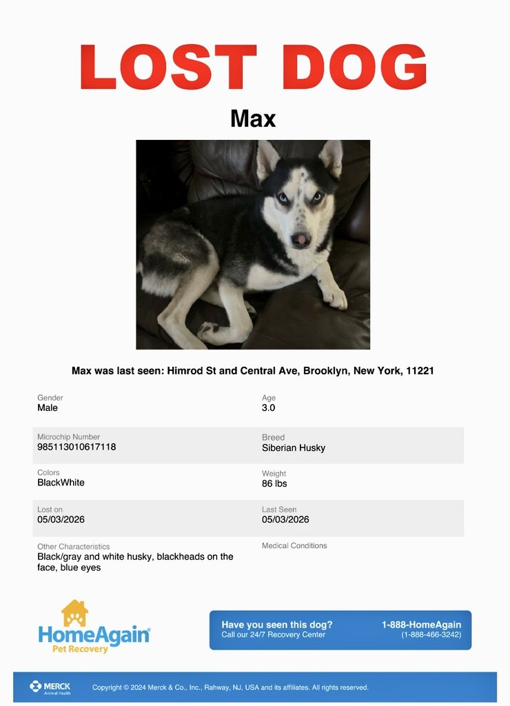 MeowMiya88's tweet image. 📢🇺🇸🗽🆘️🚨⏳️💔😿🐶Please RT to find Max #NYC #missingdog #lostdog #Brooklyn #dogsoftwitter #DogsOfX @HAPetRescuer