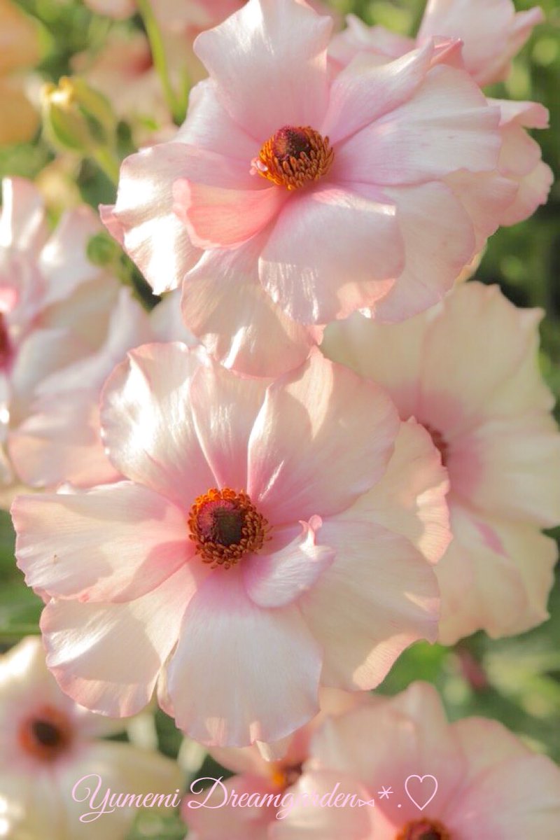夢美🎀*˘◡˘* ˚·̩̩̥˚̩̥̩̥*̩̩͙🌸 tweet media