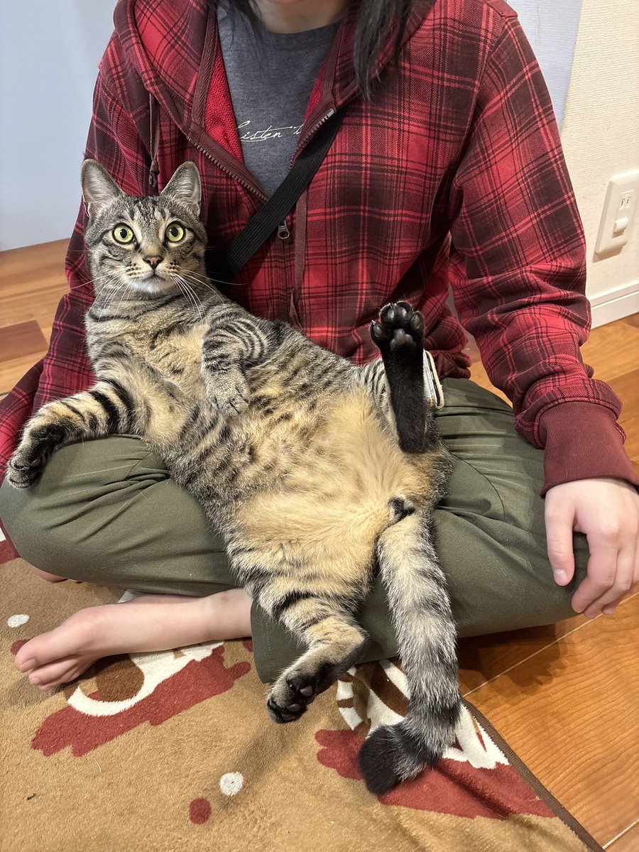 すずつむふう【我が家の可愛い猫’s】 tweet media