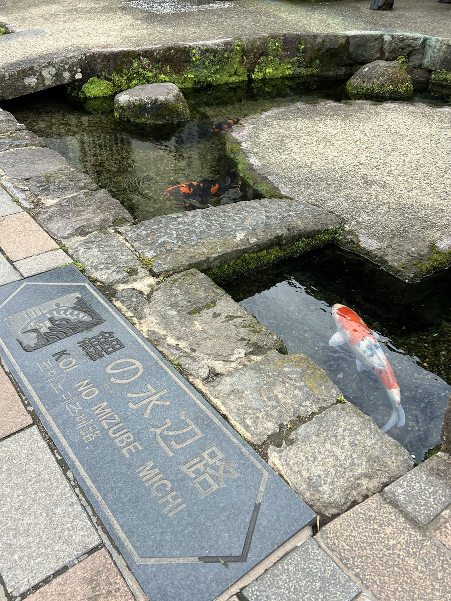島原市 tweet media