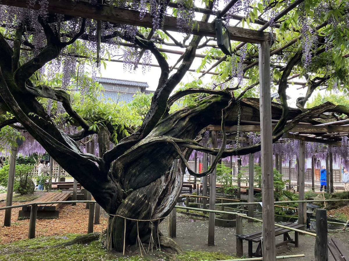 豪農の館 北方文化博物館 tweet media
