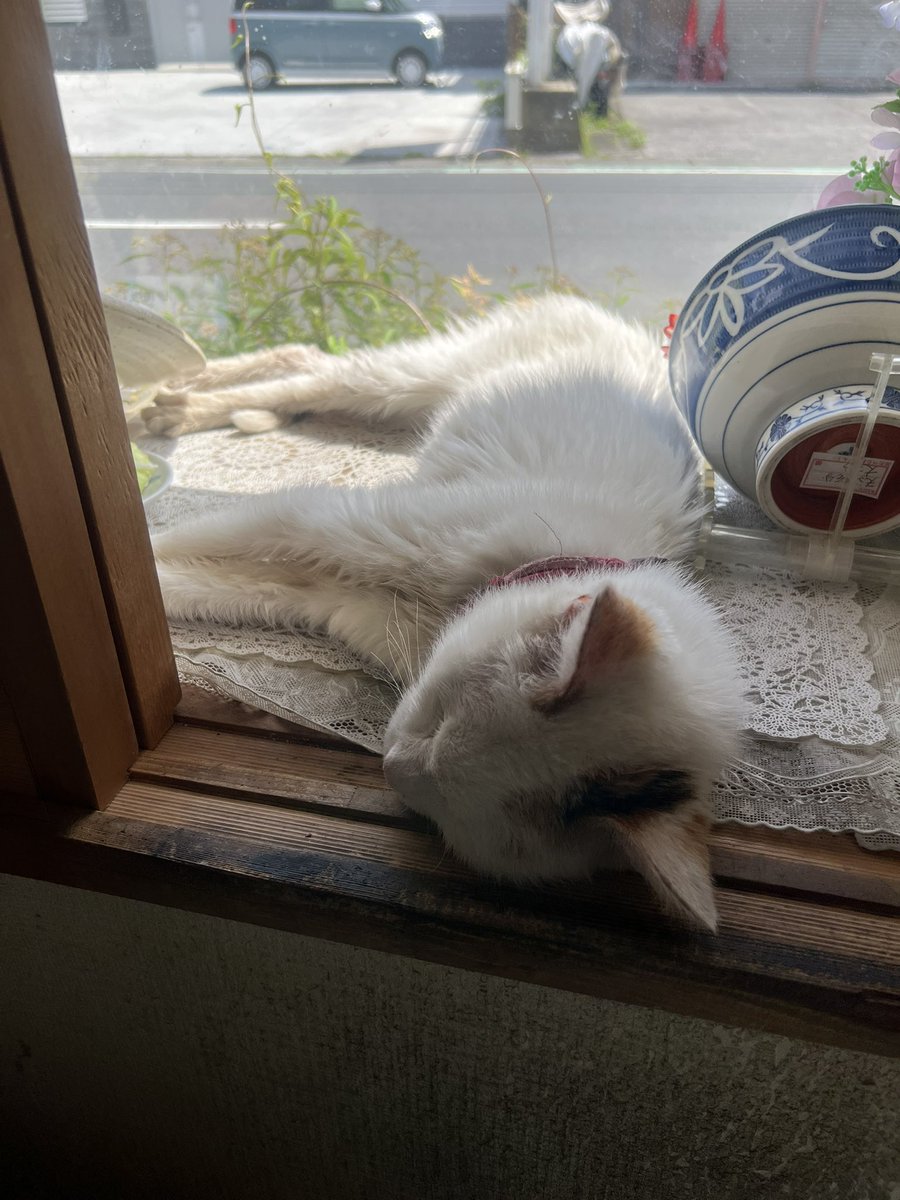 oomurapetakon's tweet photo. おはようございます。コンちゃんお昼寝中💤 https://t.co/JtEadeQMIS