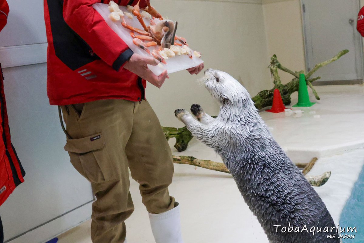 鳥羽水族館（TOBA AQUARIUM） tweet media