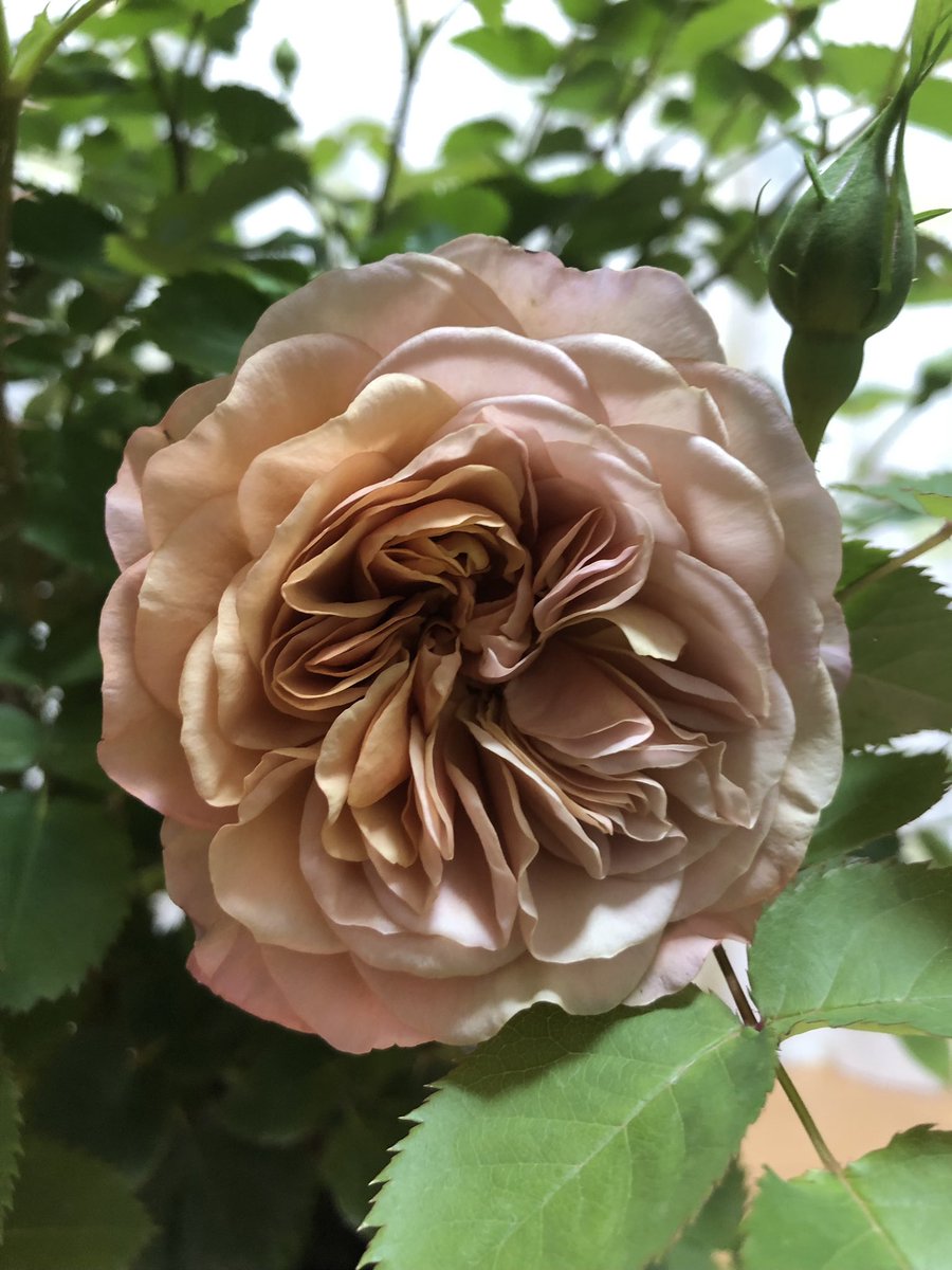 チミー🌹 tweet media