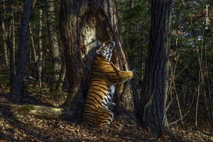 DrTOMontgomery's tweet image. 🌏

The Embrace.

Such a powerful image of our disappearing world.

It took Sergey Gorskov nearly a year of patience to capture this tigress scent marking.

Wildlife photographers have my admiration for their dedication, expertise and the lasting impact of their important work.