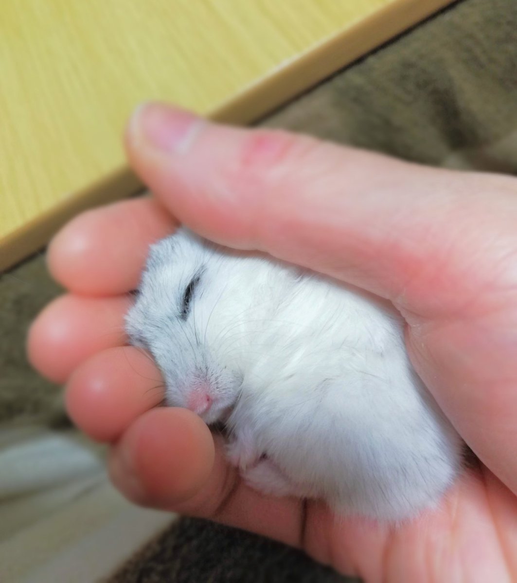 琴🐹🍀 tweet media