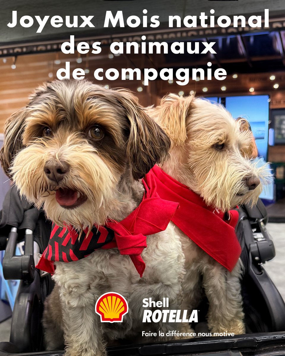shellrotellaca tweet media