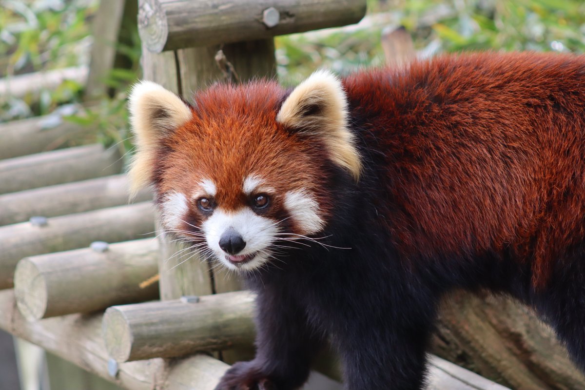 2026.4.19撮影。りんごを探すアケビちゃん
＃鯖江市西山動物園
＃レッサーパンダ
＃アケビ