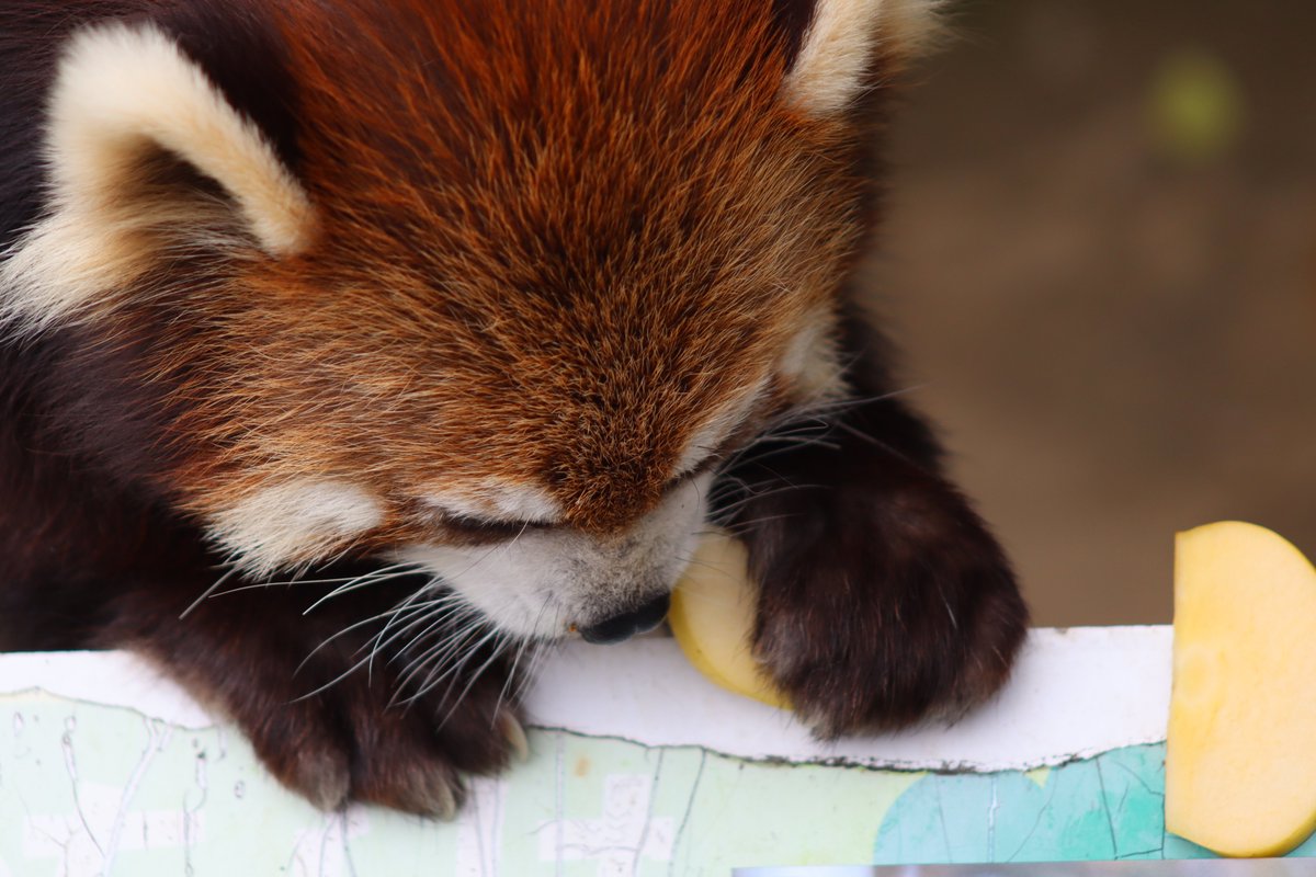 2026.4.19撮影。一足先にリンゴを見つけたかんたくん②
＃鯖江市西山動物園
＃レッサーパンダ
＃かんた