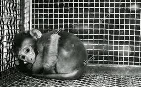 Susana643500's tweet image. #EndAnimalTesting
✍️✍️💔🐒
@ULLafayette 
New Iberia Research Center
"MACAQUES are CONFINED to small metal CAGES inside closet-sized rooms, where URINE, FECES, and ROTTING FOOD collect beneath them" 
We have TO END this CRUELTY that is #AnimalExperimentation 
✍️