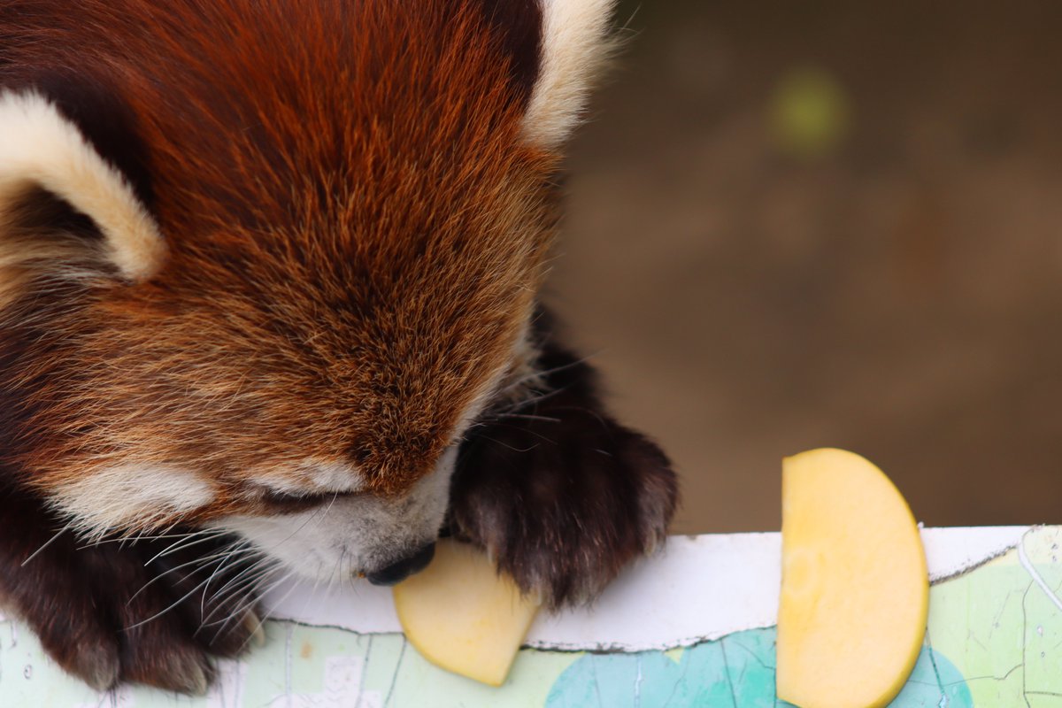2026.4.19撮影。一足先にリンゴを見つけたかんたくん①
＃鯖江市西山動物園
＃レッサーパンダ
＃かんた