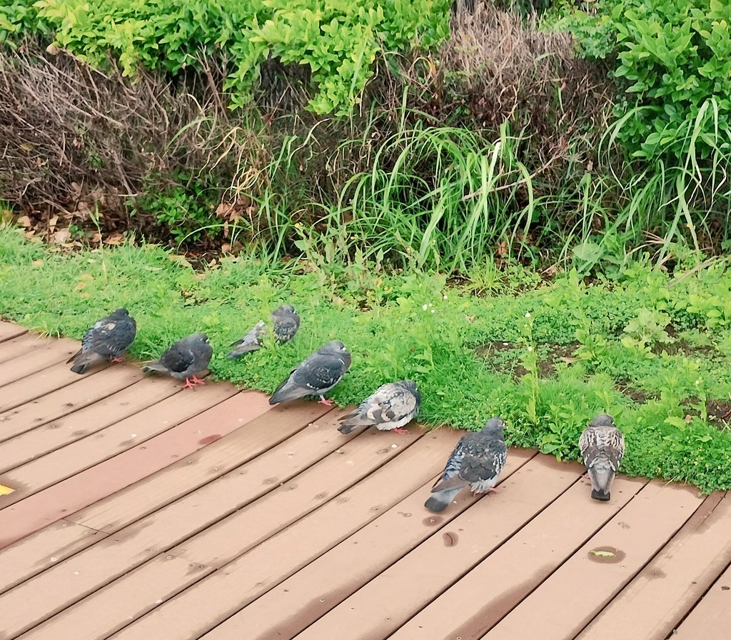 ねずみのおばちゃま tweet media
