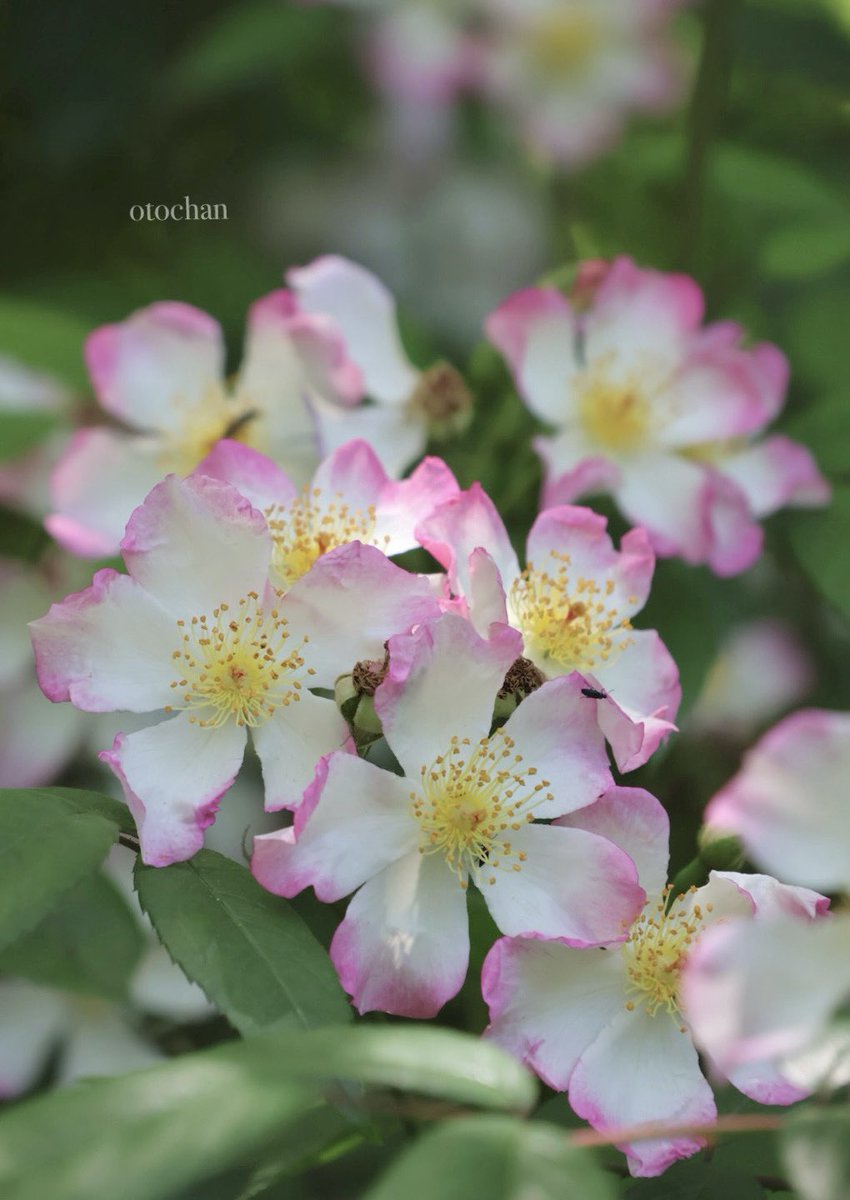 おはようございます

サクライバラ🌸*･桜茨
花弁のピンクが可愛らしい

強風🌀の朝です☁️
みどりの日🎌
良い一日をお過ごしください🍀*゜

 #TLを花でいっぱいにしよう