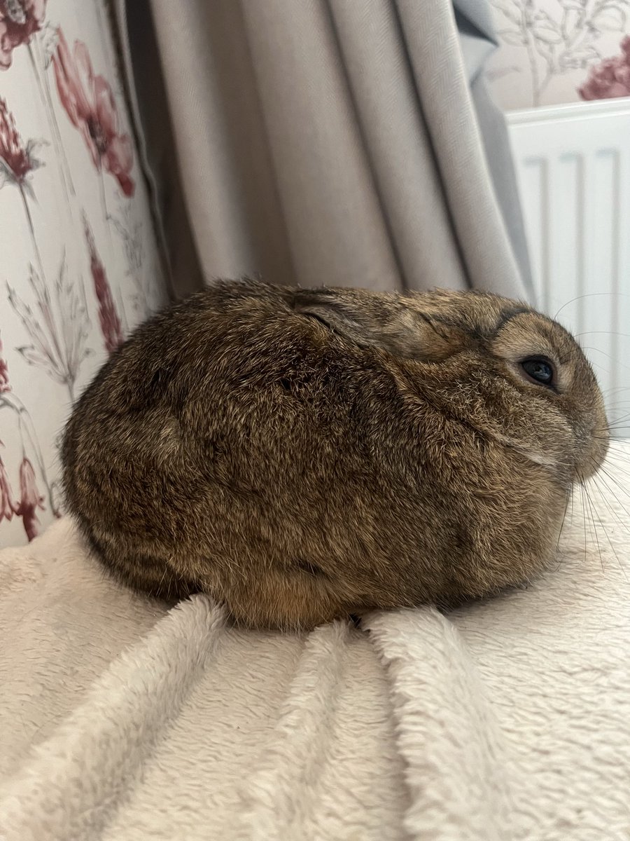 JustPureBlisss's tweet photo. I have a bunny, i forgot to mention i think? HIS NAME IS PEANUT! https://t.co/9187UgcPPK