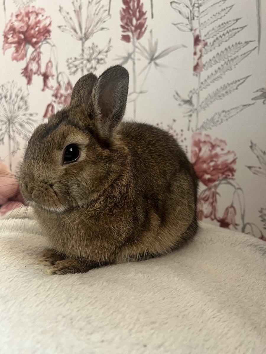 JustPureBlisss's tweet photo. I have a bunny, i forgot to mention i think? HIS NAME IS PEANUT! https://t.co/9187UgcPPK