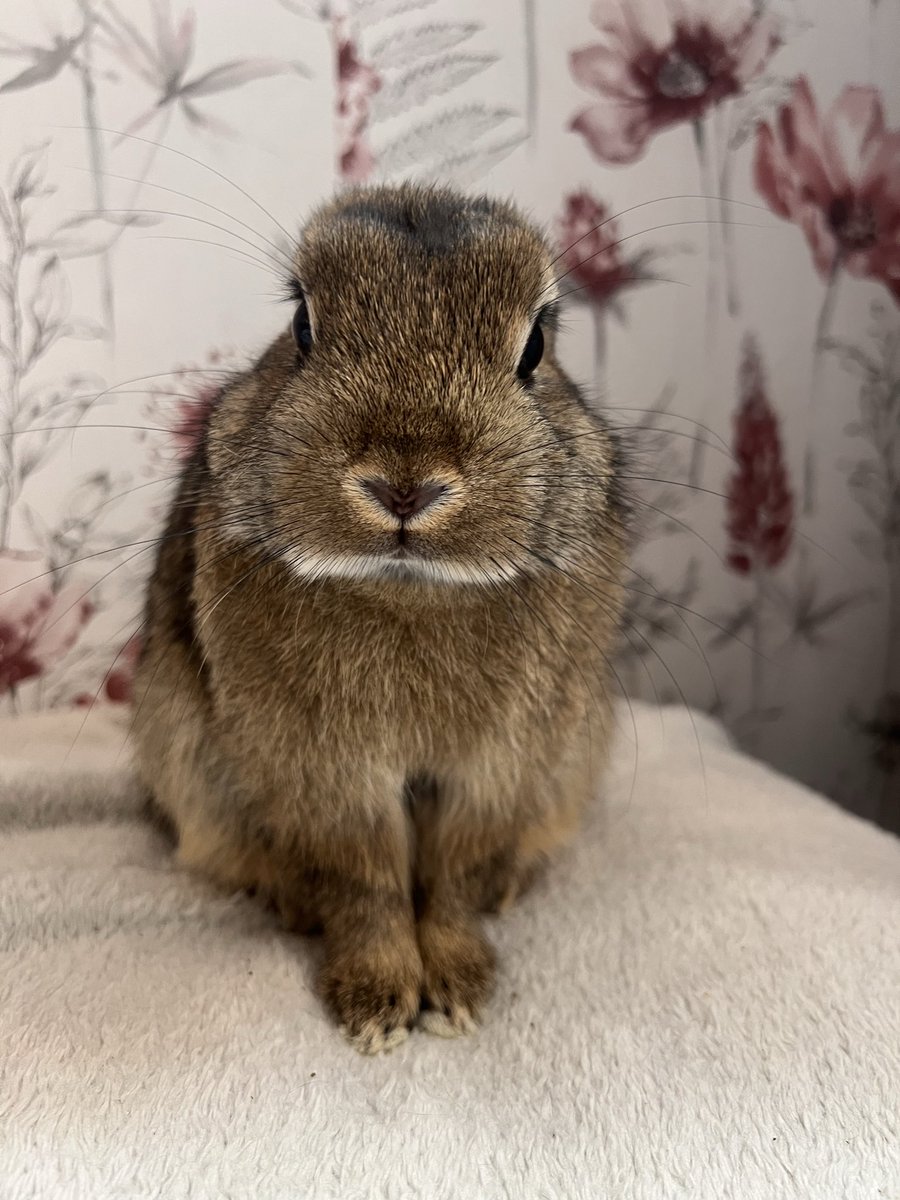 JustPureBlisss's tweet photo. I have a bunny, i forgot to mention i think? HIS NAME IS PEANUT! https://t.co/9187UgcPPK