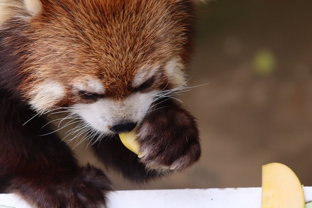 2026.4.19撮影。一足先にリンゴを見つけたかんたくん③
＃鯖江市西山動物園
＃レッサーパンダ
＃かんた