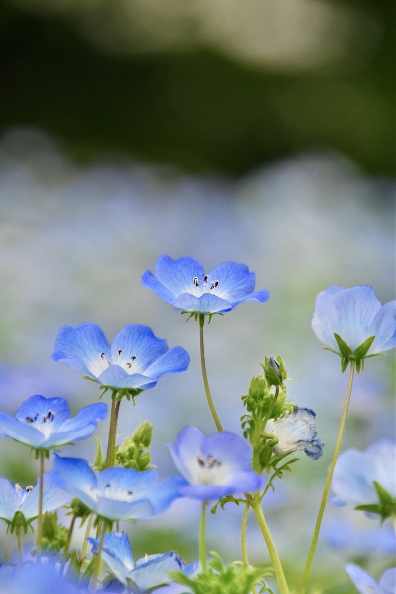 umeboshi3882's tweet image. おはようございます☺️

#TLを花でいっぱいにしよう #なばなの里 #flower