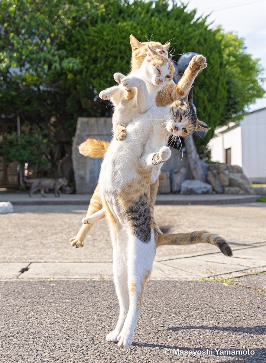 ︎山本 正義 (Masayoshi Yamamoto)立ち猫®︎ tweet media