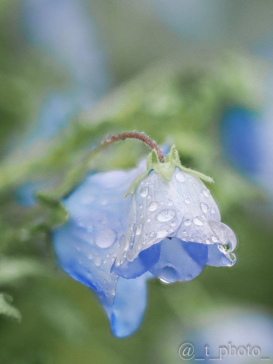 _t_photo_'s tweet image. 雨上がりの朝に

#ネモフィラ #雨の日のお写んぽのすゝめ