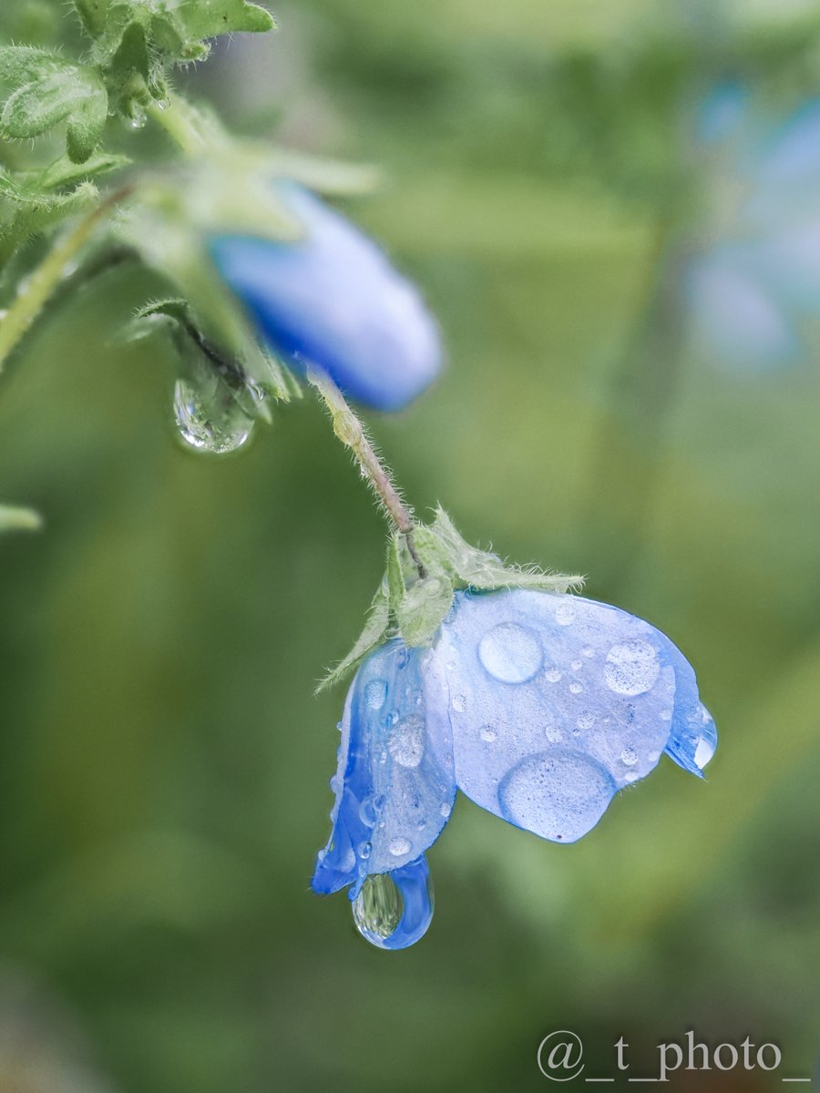 _t_photo_'s tweet image. 雨上がりの朝に

#ネモフィラ #雨の日のお写んぽのすゝめ
