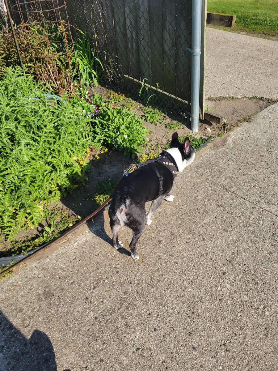 Zandermanderth1's tweet image. It turned into such a beautiful day!! Out for some pee mails time we go! Hopes yous all had a great day! 🤗
#SundayFunday