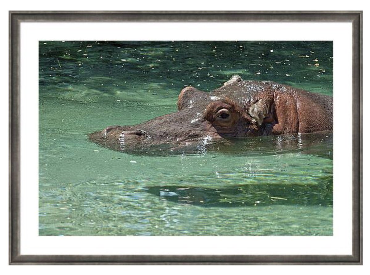 shonna99784's tweet image. A solitary hippopotamus is partially submerged in clear, tranquil water. The sunlight glistens on its wet skin, highlighting the serene ambiance of its aquatic habitat… 🛒 ⬇️ 

Hippo Relaxing in Crystal Clear Water shonnahawkinsphotography.com/featured/hippo…

#Hippopotamus
#Wildlife
#Sentience