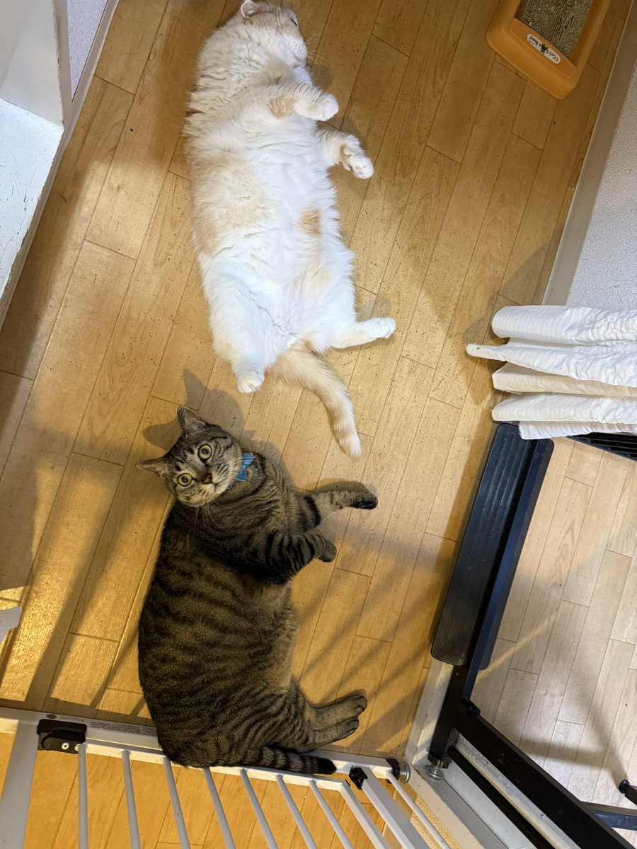 にゃんゼミ with 保護猫 ❤️ tweet media