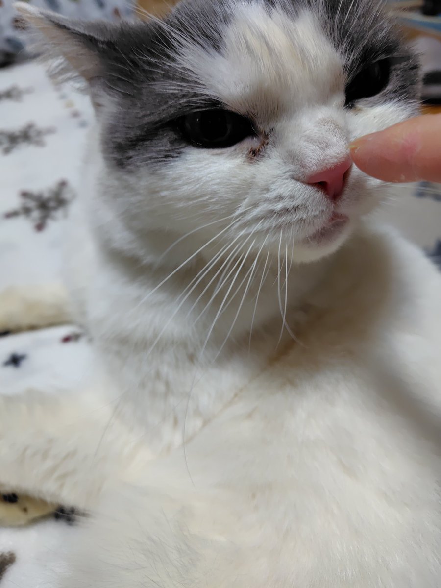 ここのん tweet media