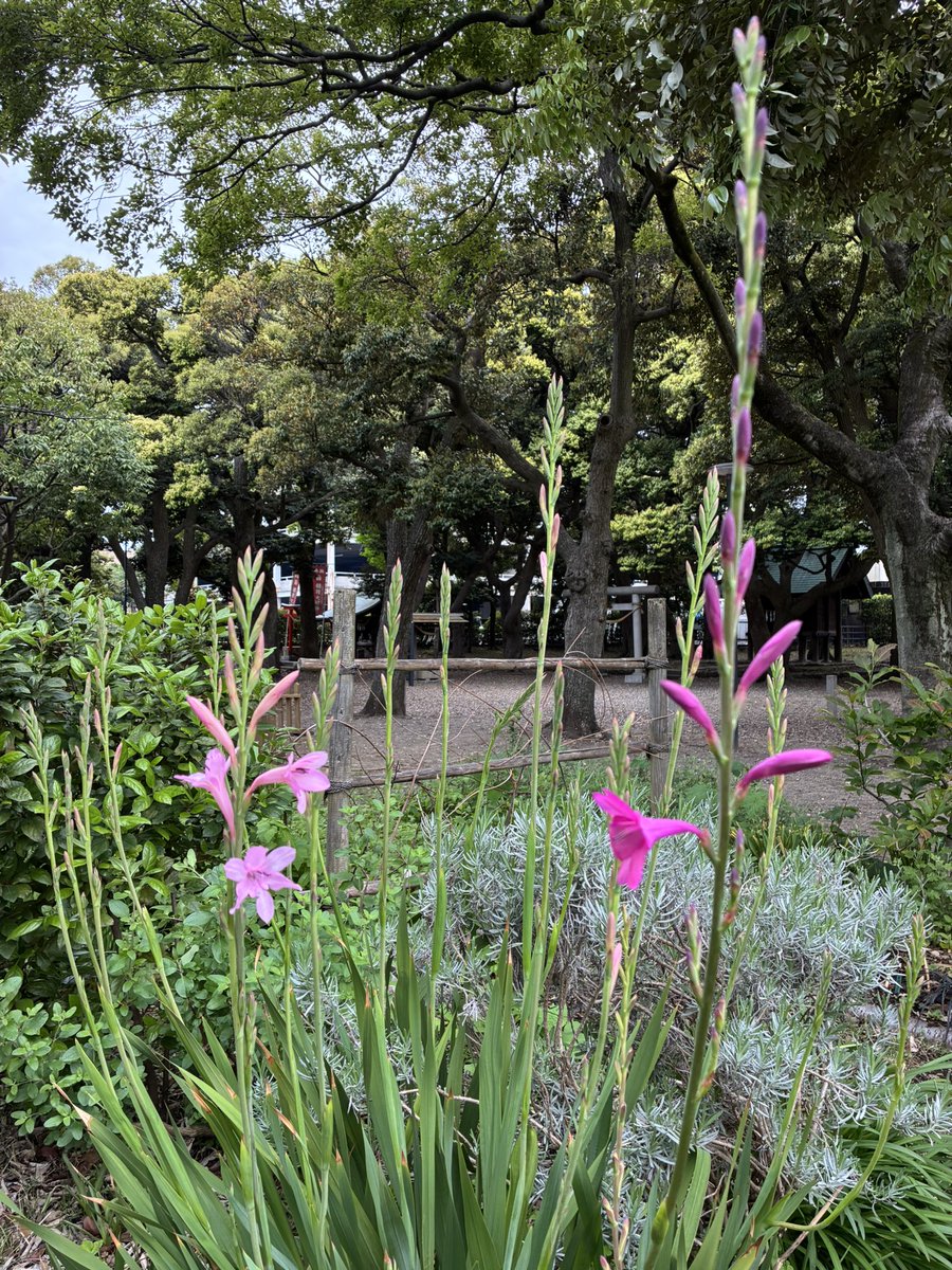 madaminichikawa tweet media