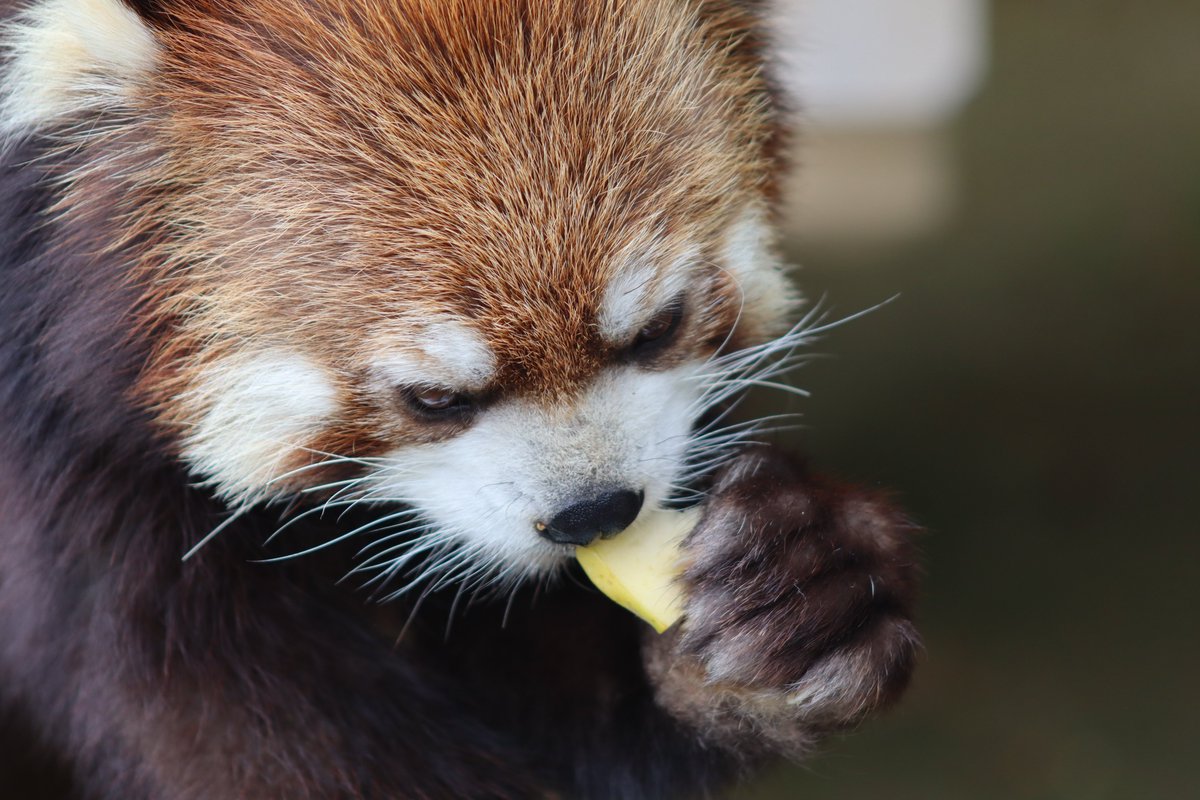 2026.4.19撮影。一足先にリンゴを見つけたかんたくん⑤
＃鯖江市西山動物園
＃レッサーパンダ
＃かんた