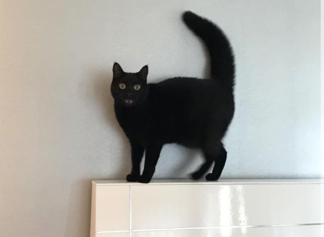 Black cats are not bad luck tweet media