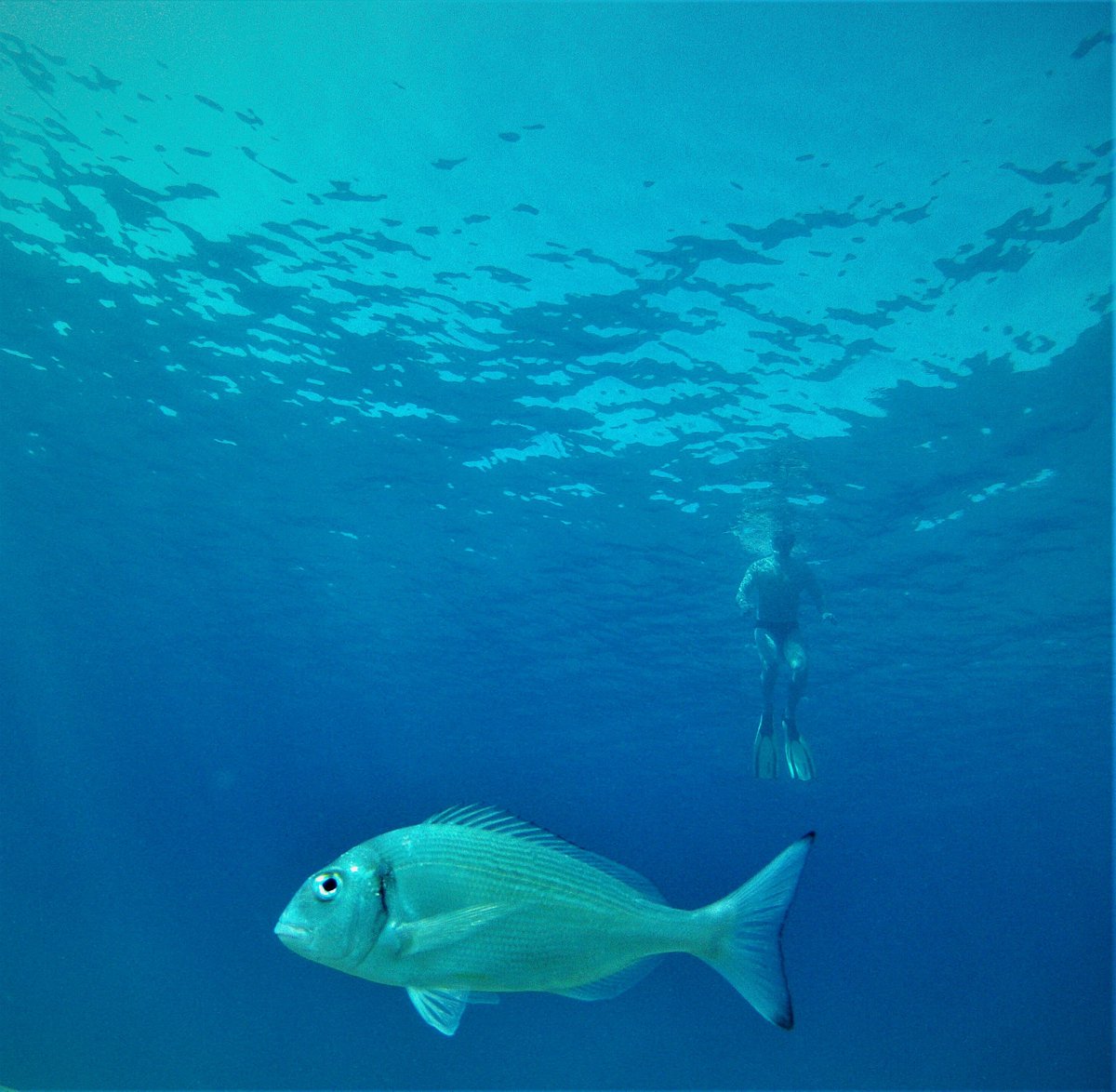 AimarMo85's tweet image. #croatia #diving #summer #underwaterphotography