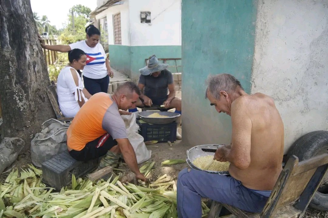 BarceloOrt92635's tweet photo. En El Horno, en  #ProvinciaGranma hoy  vimos a varias familias preparando maíz para hacer tamales o ayacas.
Un alimento que a  los cubanos nos gusta mucho y ayuda en la alimentación.
Nos comentaron todo lo que tenían sembrado en la finca,además de maíz, yuca.
¡De esto se trata! https://t.co/UEGbwM93Ek