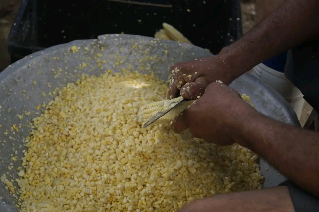 BarceloOrt92635's tweet photo. En El Horno, en  #ProvinciaGranma hoy  vimos a varias familias preparando maíz para hacer tamales o ayacas.
Un alimento que a  los cubanos nos gusta mucho y ayuda en la alimentación.
Nos comentaron todo lo que tenían sembrado en la finca,además de maíz, yuca.
¡De esto se trata! https://t.co/UEGbwM93Ek