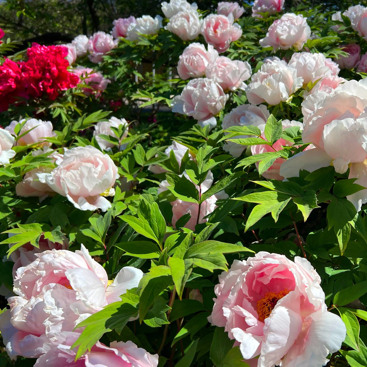 hammackb's tweet image. #MissUniversePhillipines
#NewYorkCity
#Brooklyn
#BrooklynBotanicGarden
@BrooklynBotanic
#Peonies
#BriceDailyPhoto