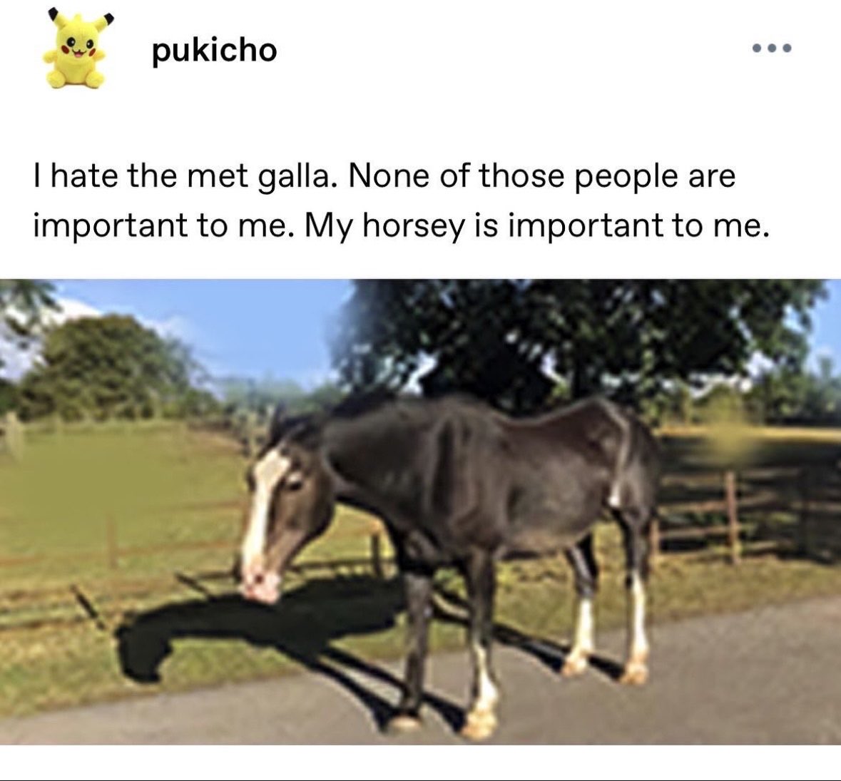 horse tweet media