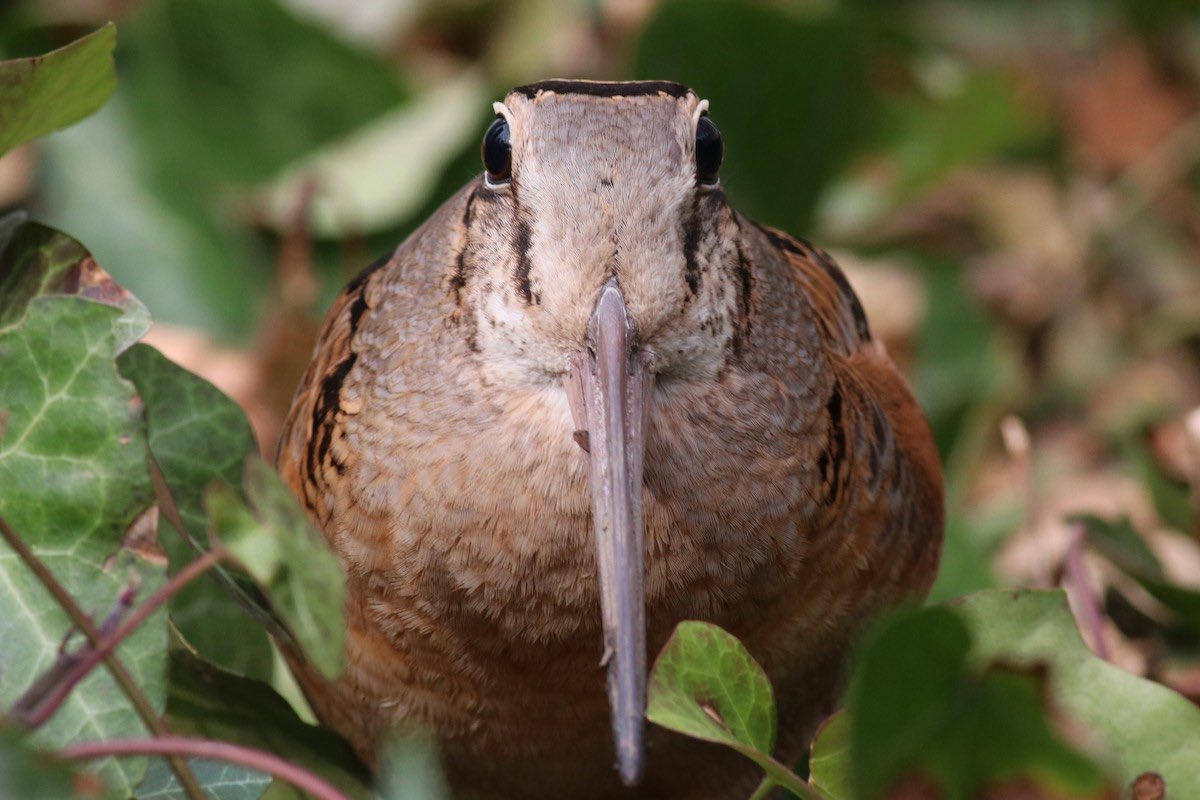 American woodcock tweet media