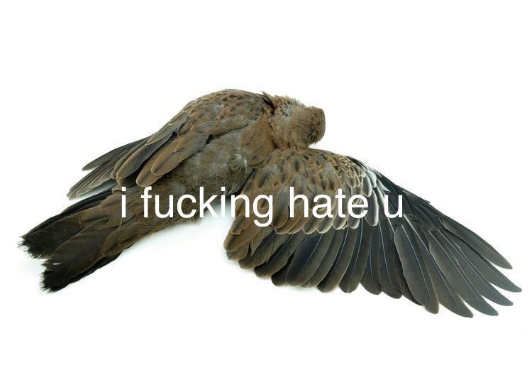 Dove † • sussed at 1.8k tweet media