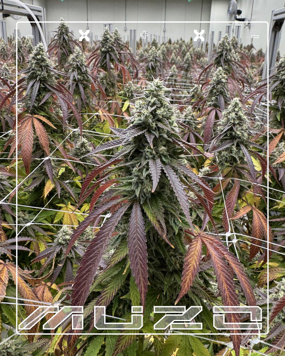 Muzo™ tweet media