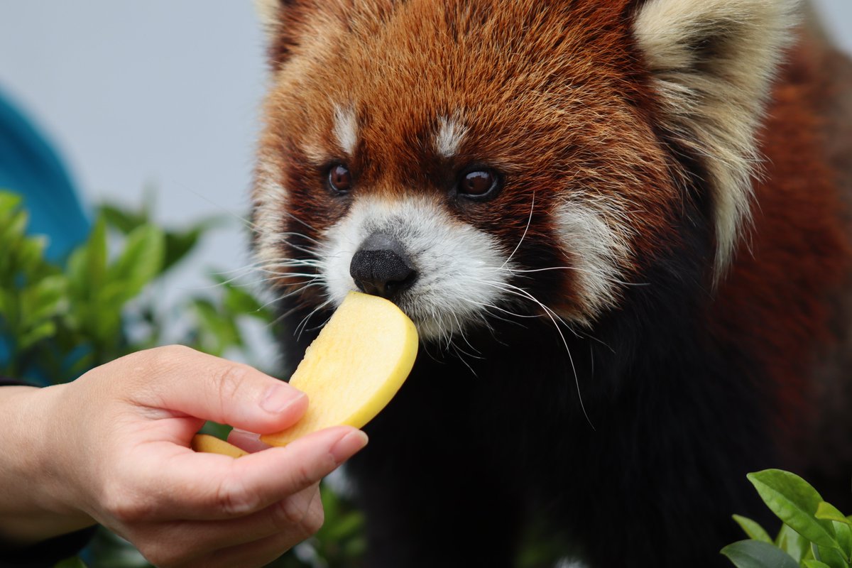 2026.4.19撮影。ライト君のリンゴタイム①
＃鯖江市西山動物園
＃レッサーパンダ
＃ライト